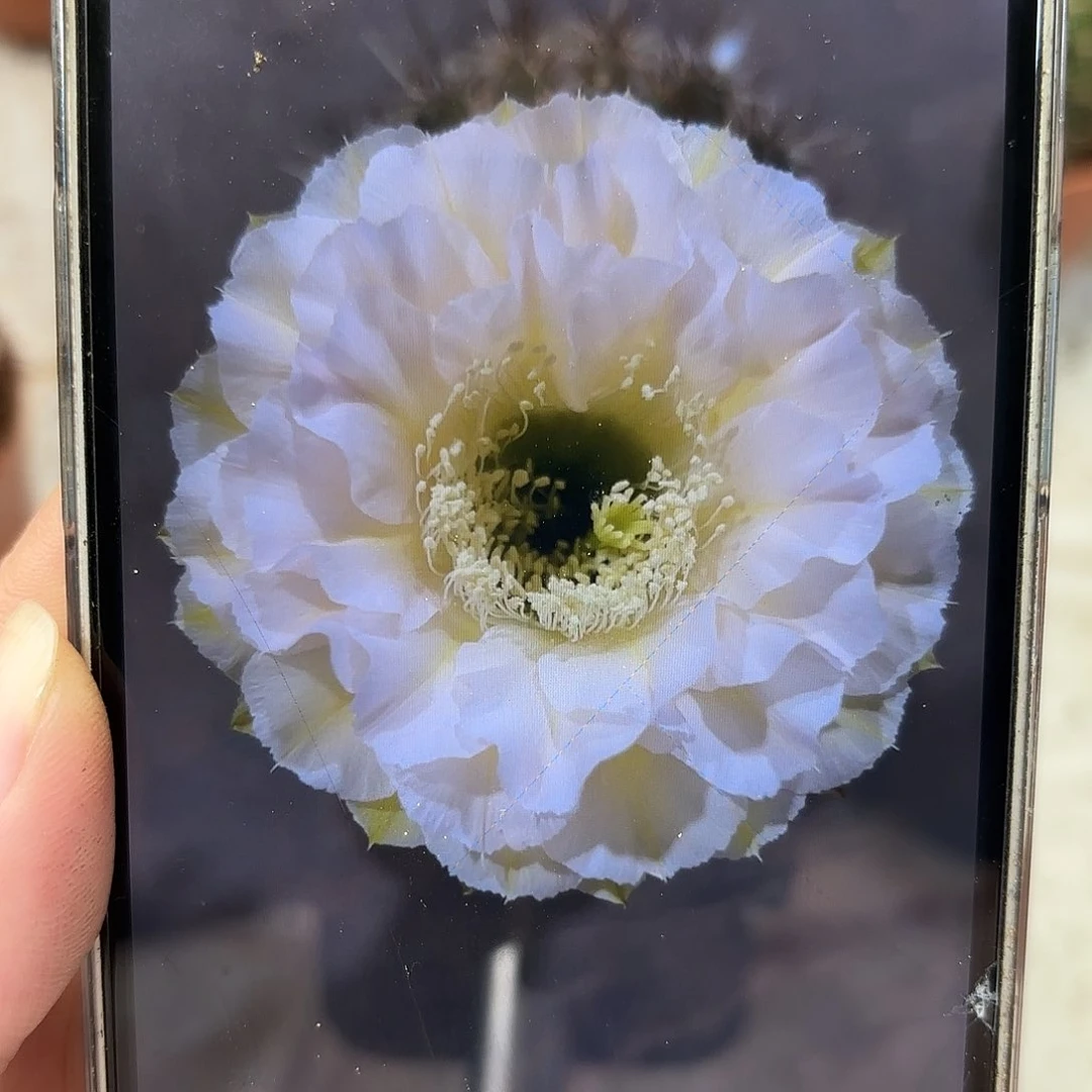 彩草蛋糕7公分左右