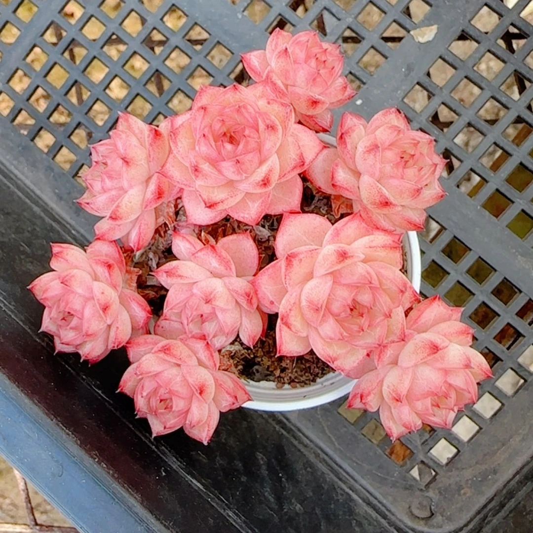 0103-36（优选麦杆）