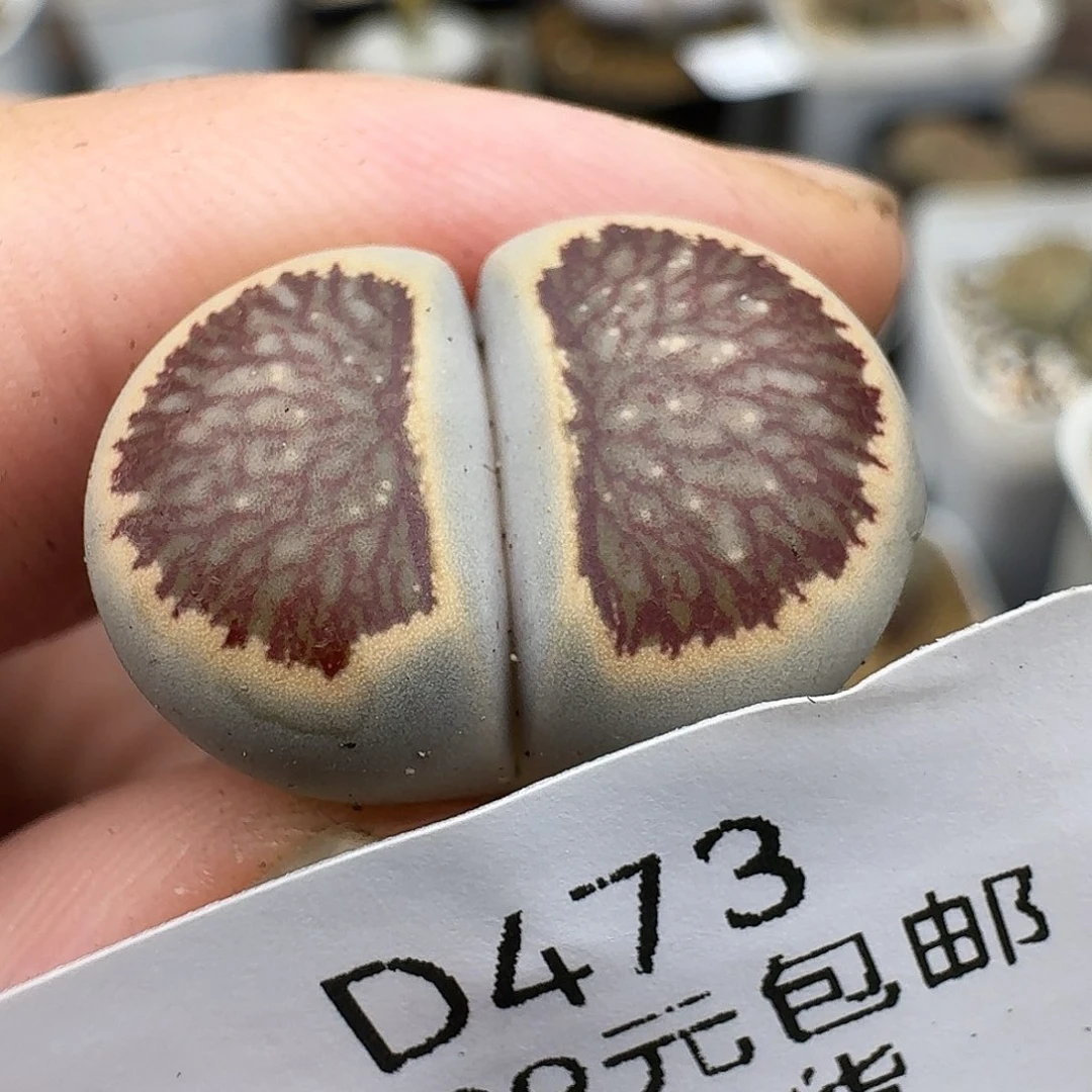 473多肉哈哈哈哈哈哈哈