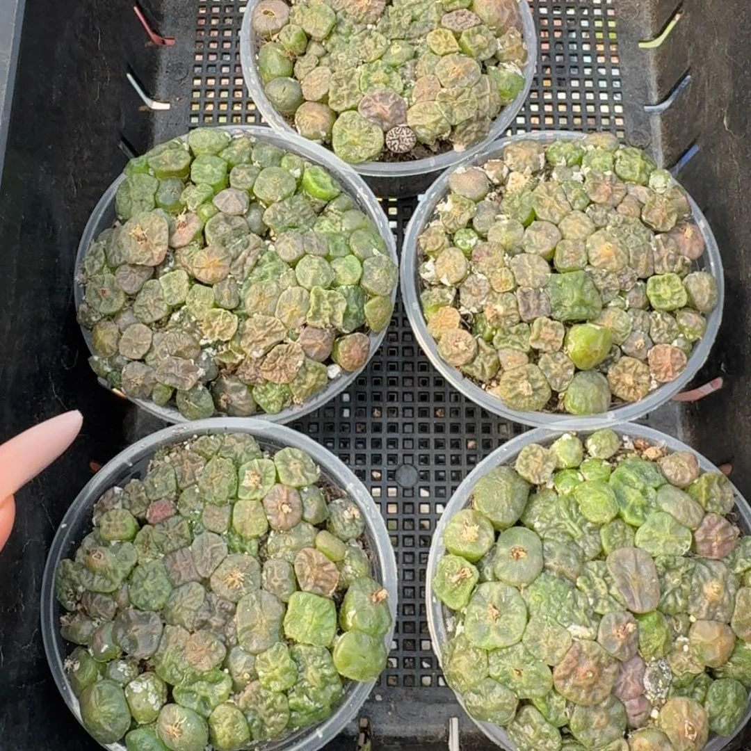 新 烧卖切糕福利一盆