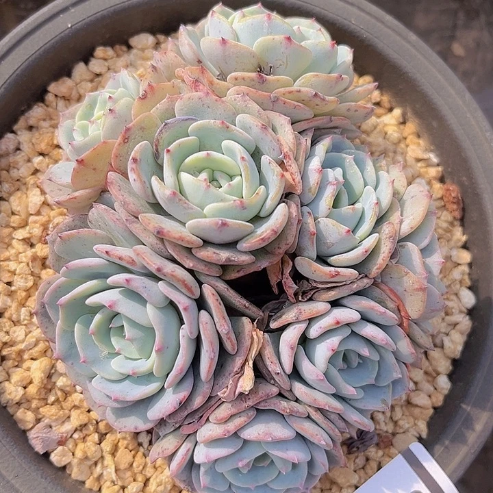 勃朗峰1568多肉植物