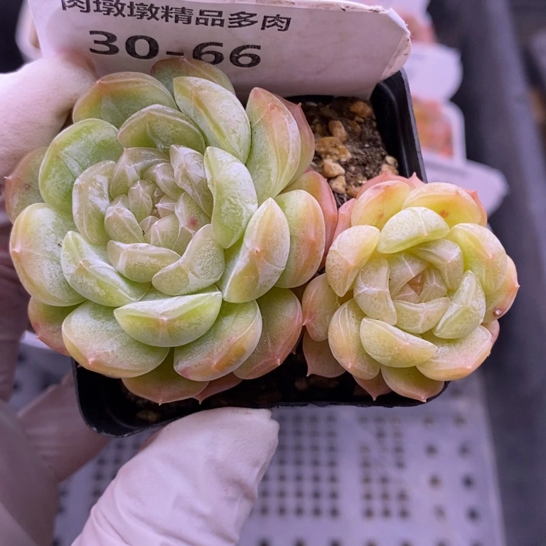 【闪购商品】30-66白恋