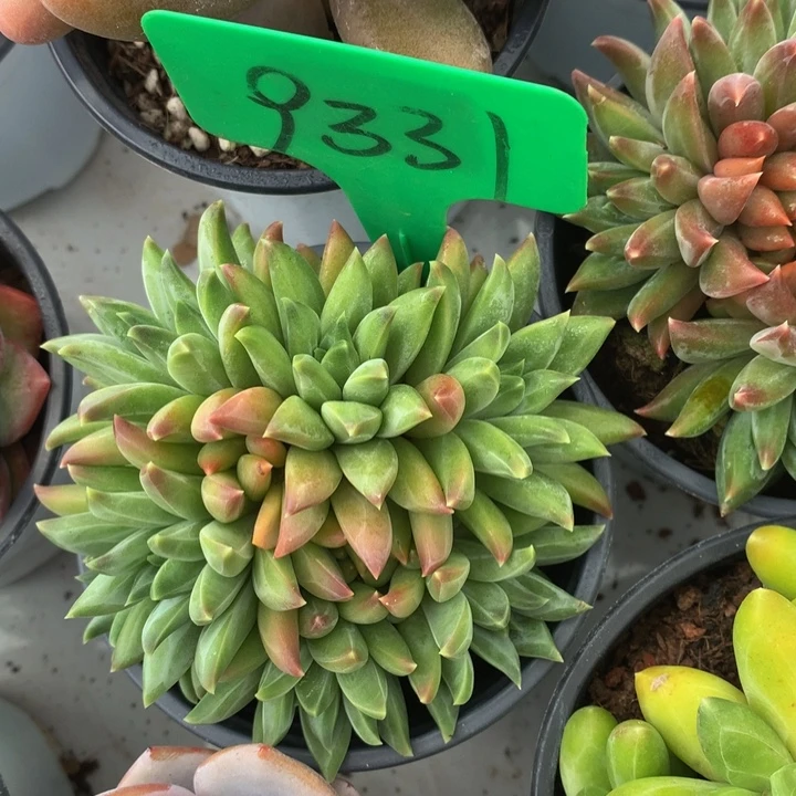 黄莺美人读肉皮子合集373377