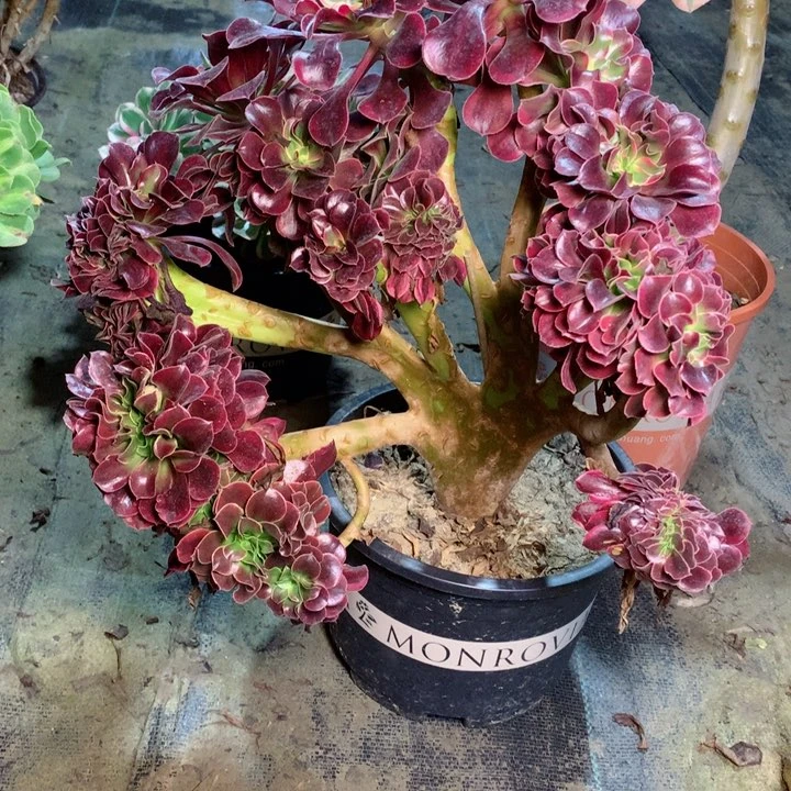 89珊瑚绒缀多肉一物一拍