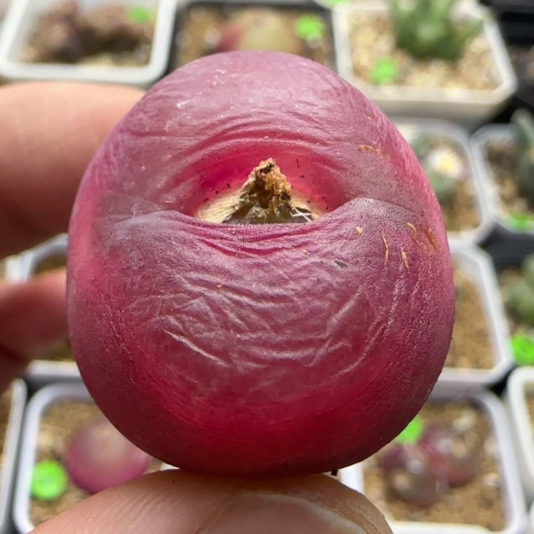 丝绒2.6+多肉植物358