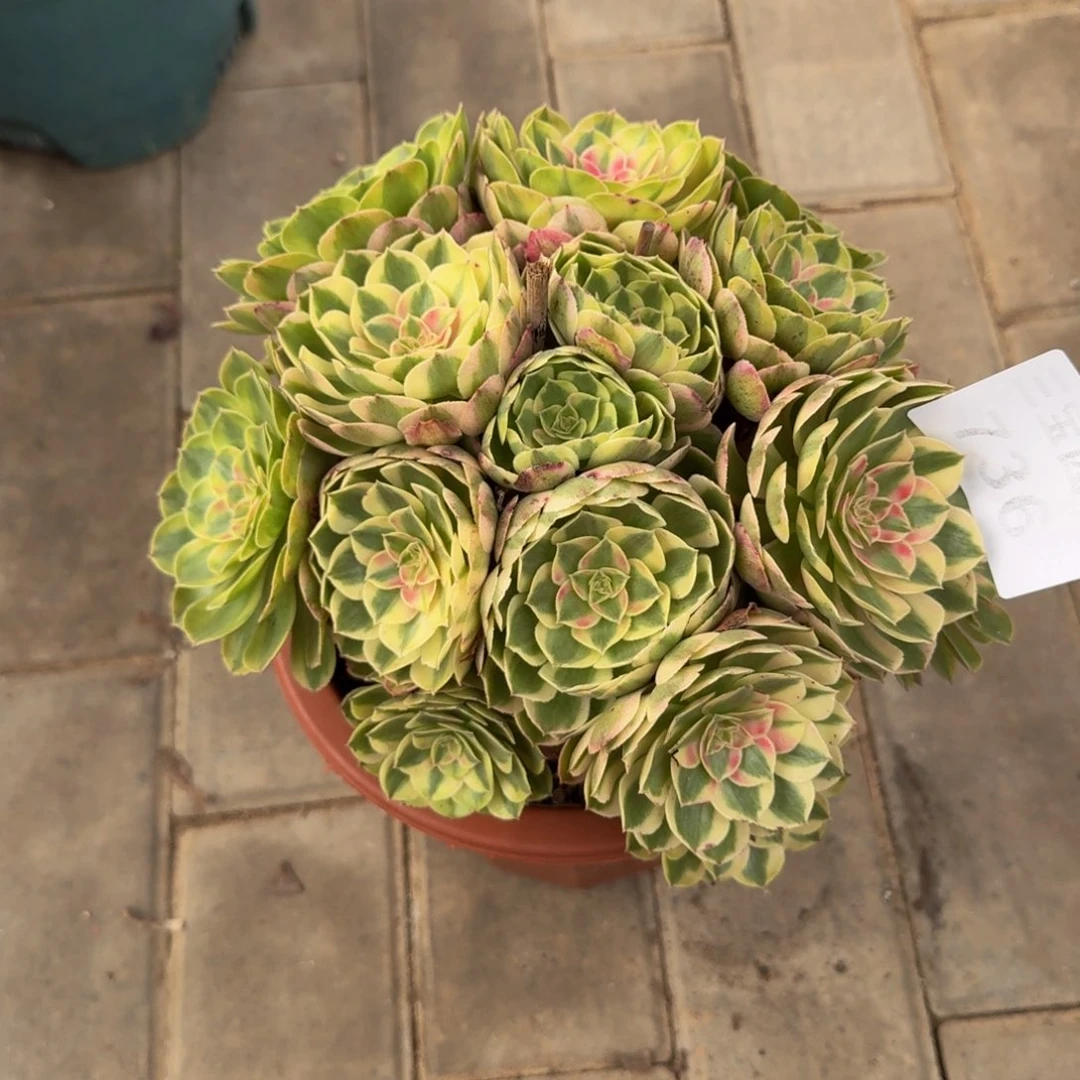 多肉植物736半糖法师
