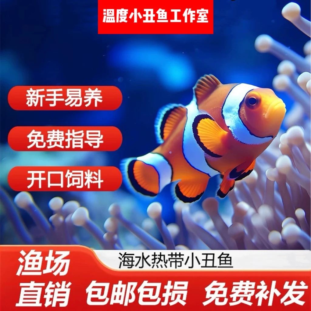 人工小丑鱼海水生物观赏鱼海缸活体公子奥黑达芬奇熊猫钻海葵