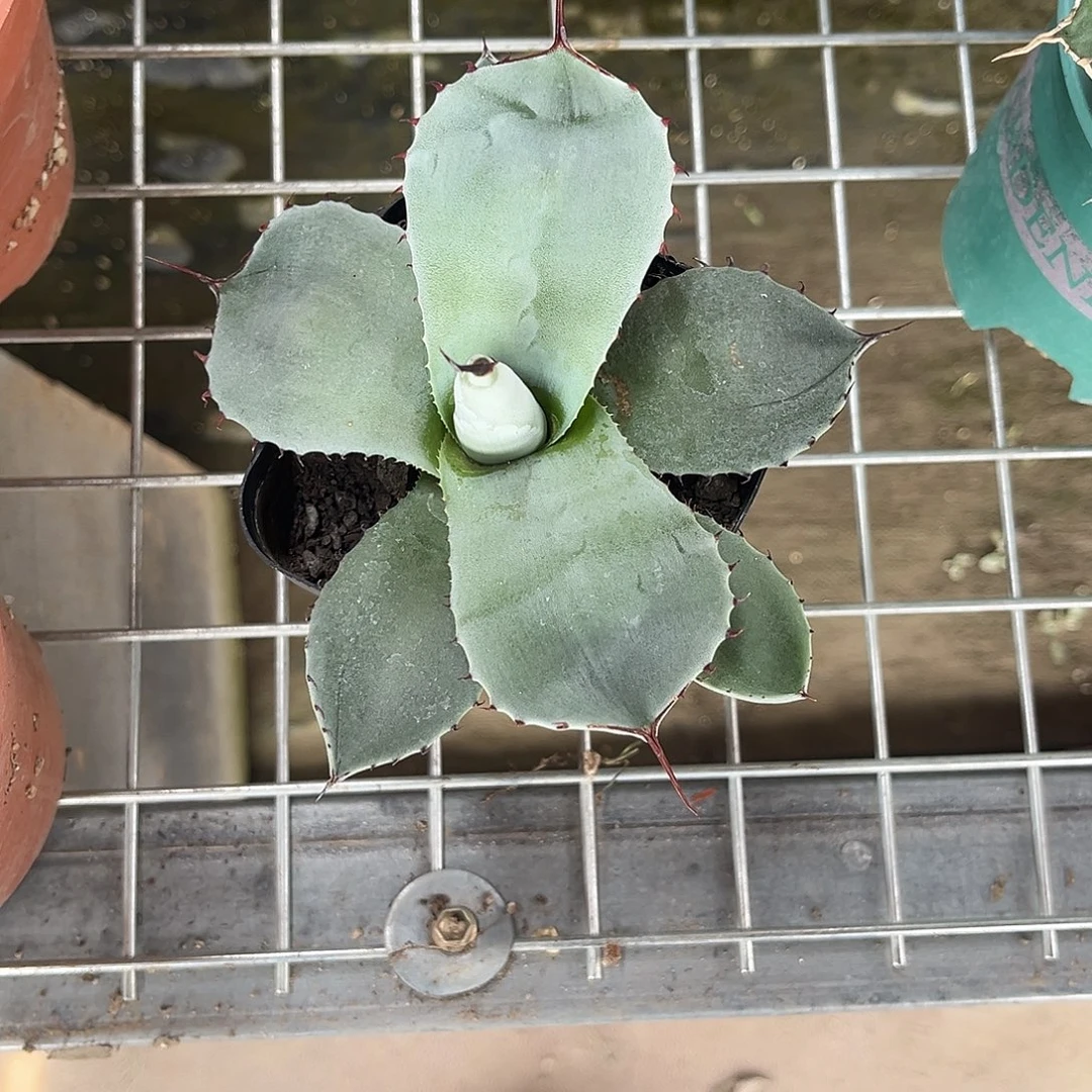 衋***福克斯龙舌兰花卉绿植