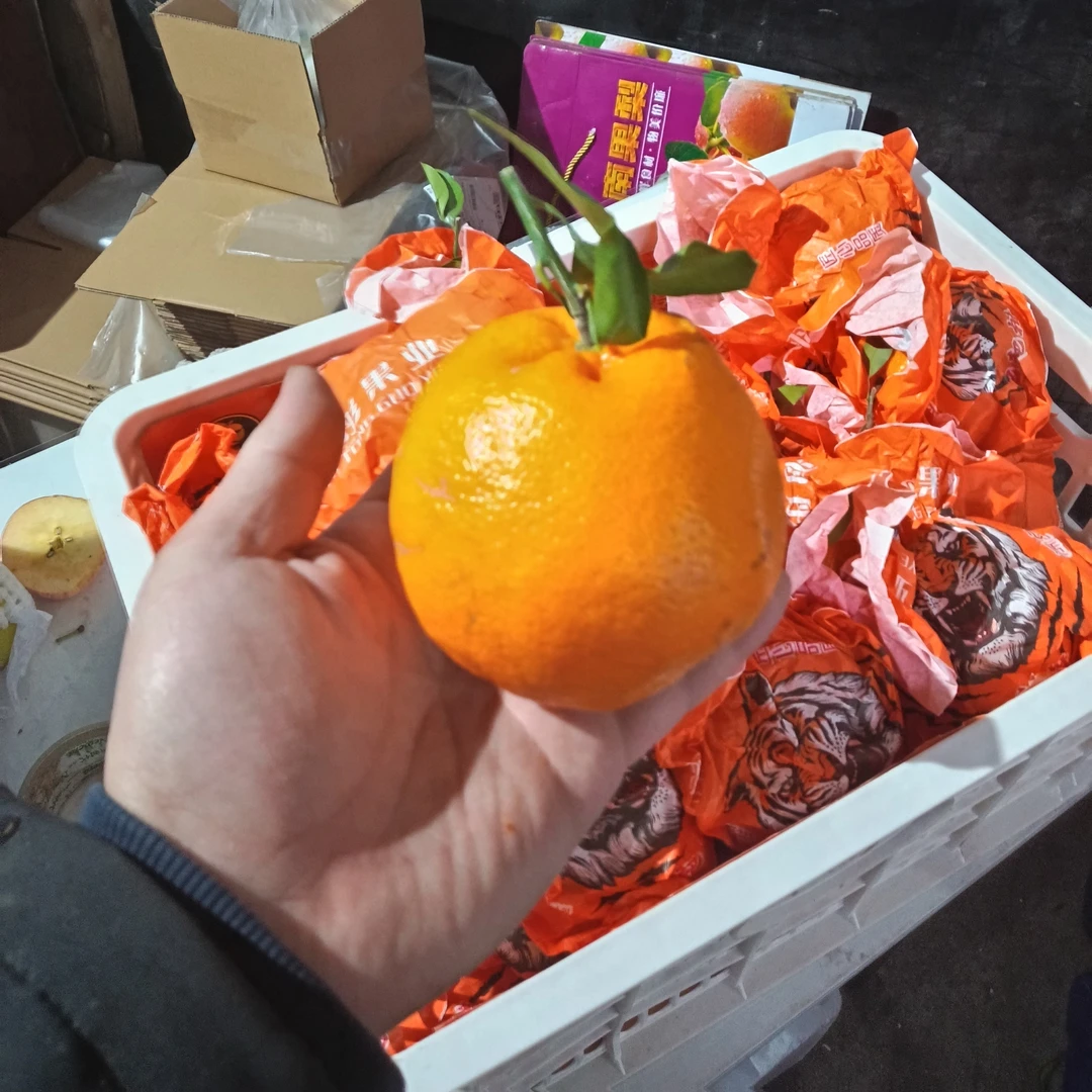 四川虎头耙耙柑五斤（中果和大果）柑橘四川省鹤岗市