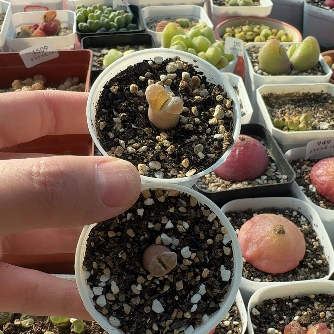 什*老马生石花磁铁1520