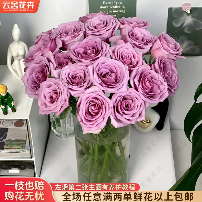 【云舍花卉】【紫霞仙子】单头玫瑰 全场任意满两单及以上包邮
