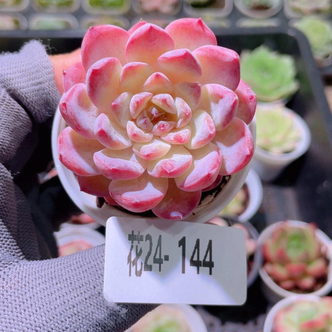 花利美24-144果汁