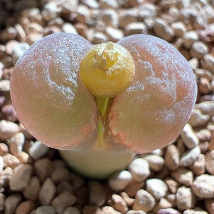 654。 优选超大窗Pnsp