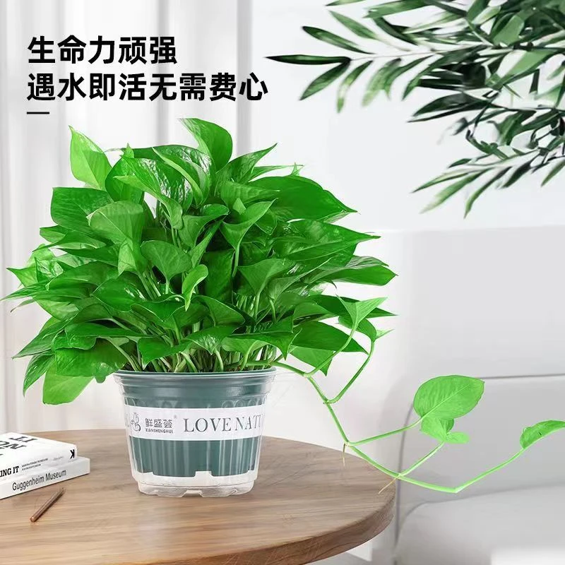 180大绿萝龟背竹万年青基地绿植盆栽直销品质保证特大