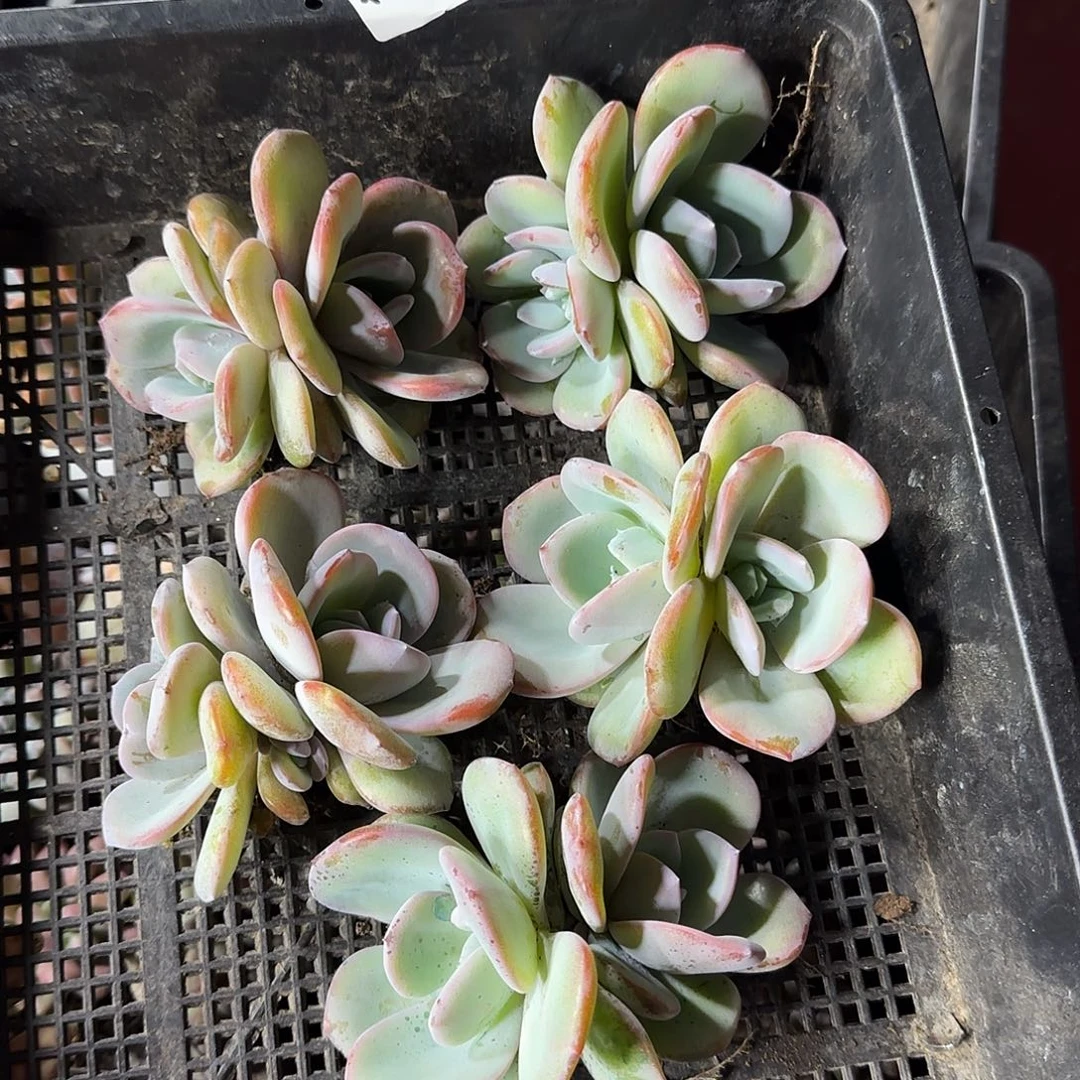 小****韩版奶茶双头5颗一物一拍