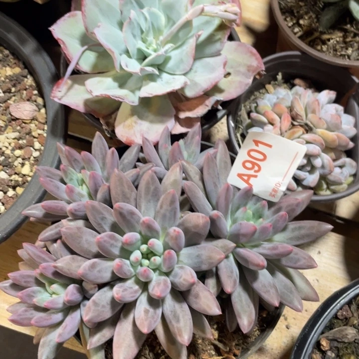 901 满20包邮脱土发货