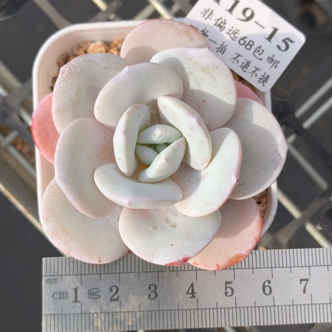 15。雪莲。满六八包邮。