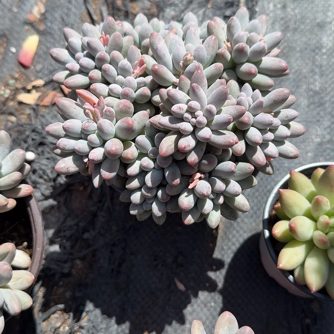 婴儿手指多肉植物精品
