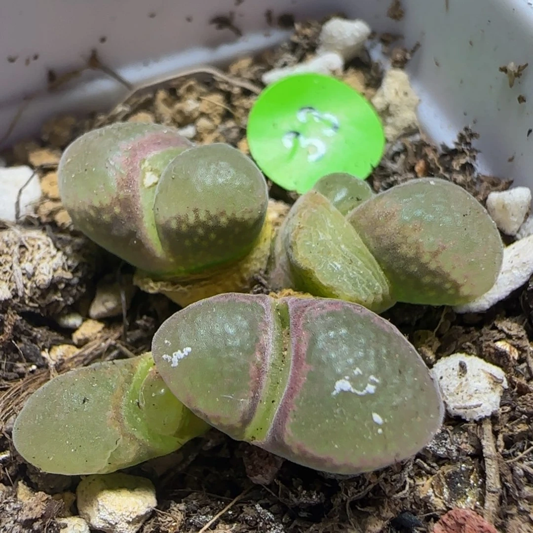 漂漂亮亮多肉植物33