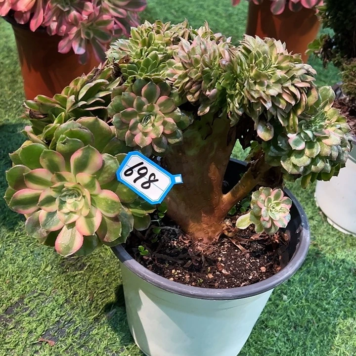 698荔枝缀化法师一颗