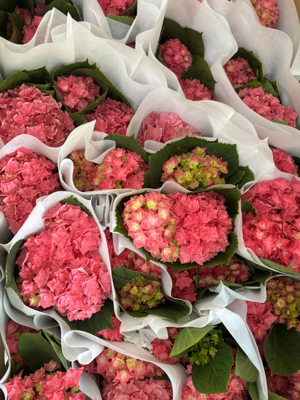 【重瓣绣球】带花带花苞原盆原土发货开花绿植