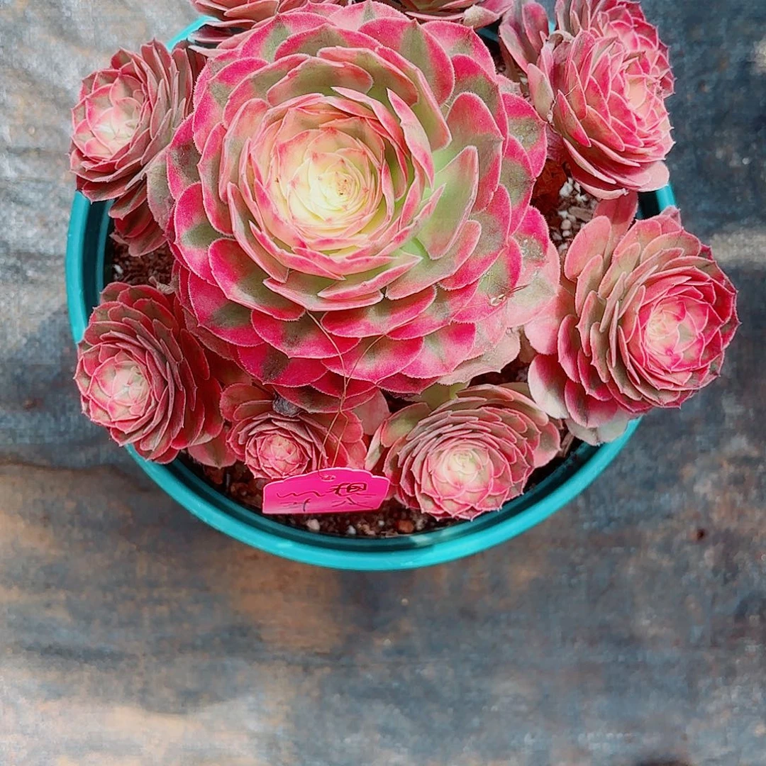 心***?我在外面吃饭呢888