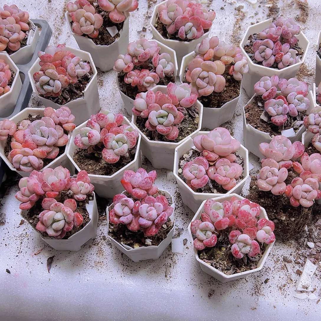 粉白鹭老桩19包邮多肉