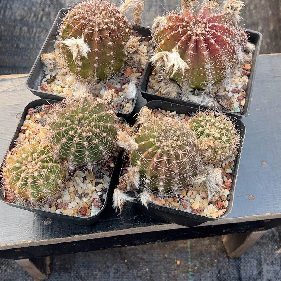 76924盆6棵侧芽还是实生忘记了