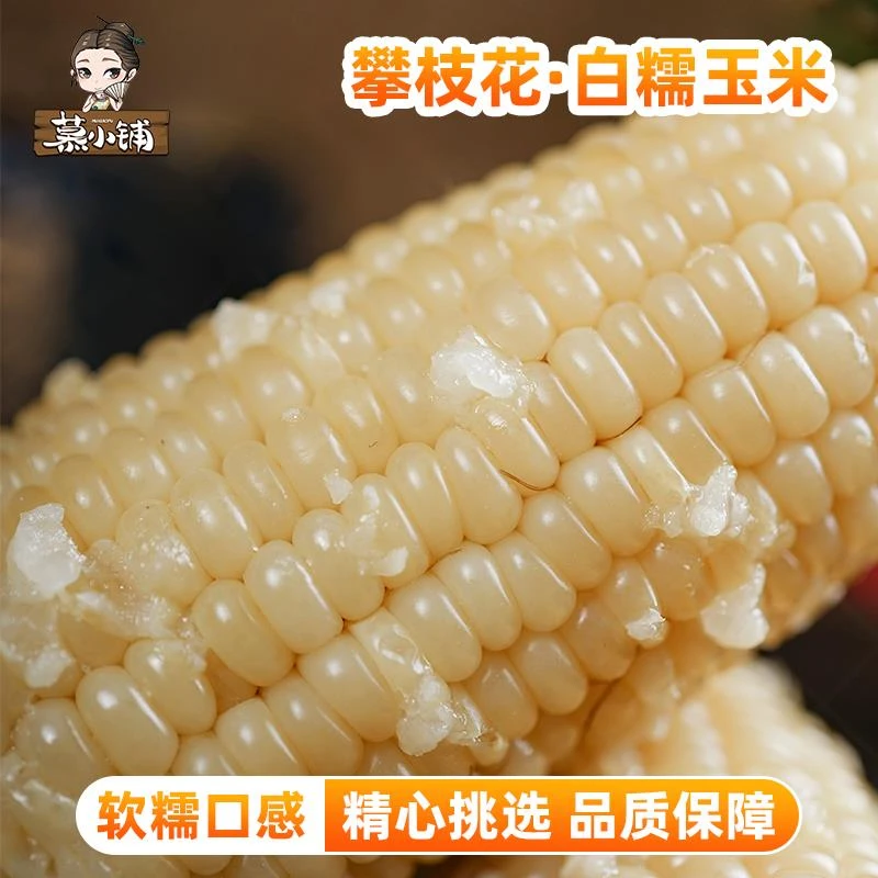 新鲜甜糯玉米攀枝花高山产可口嫩粒五斤装
