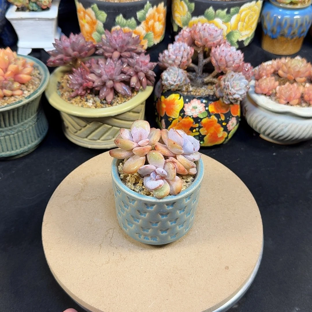 奶茶7cm带盆土包邮