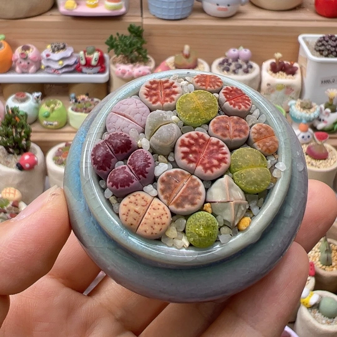 多肉植物107号彩色