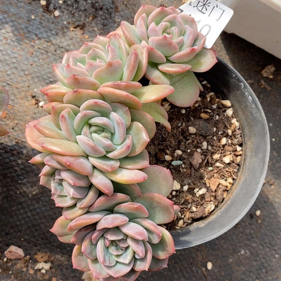 薄***@杂交精品多肉7110~12厘米