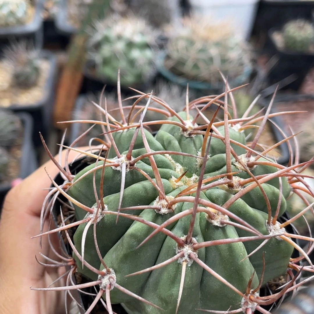 【闪购商品】火焰龙实生666