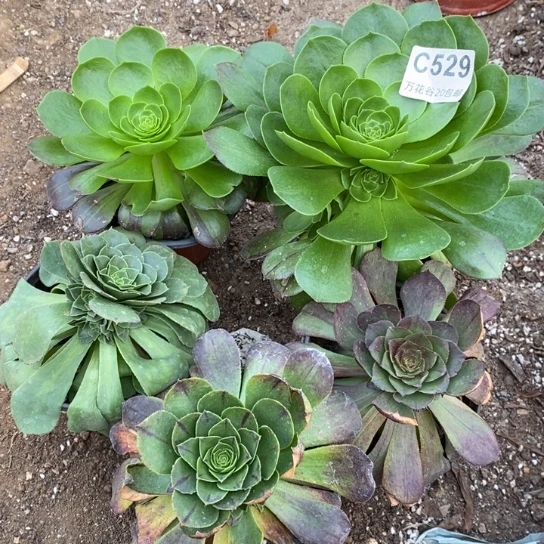 529五颗多肉植物