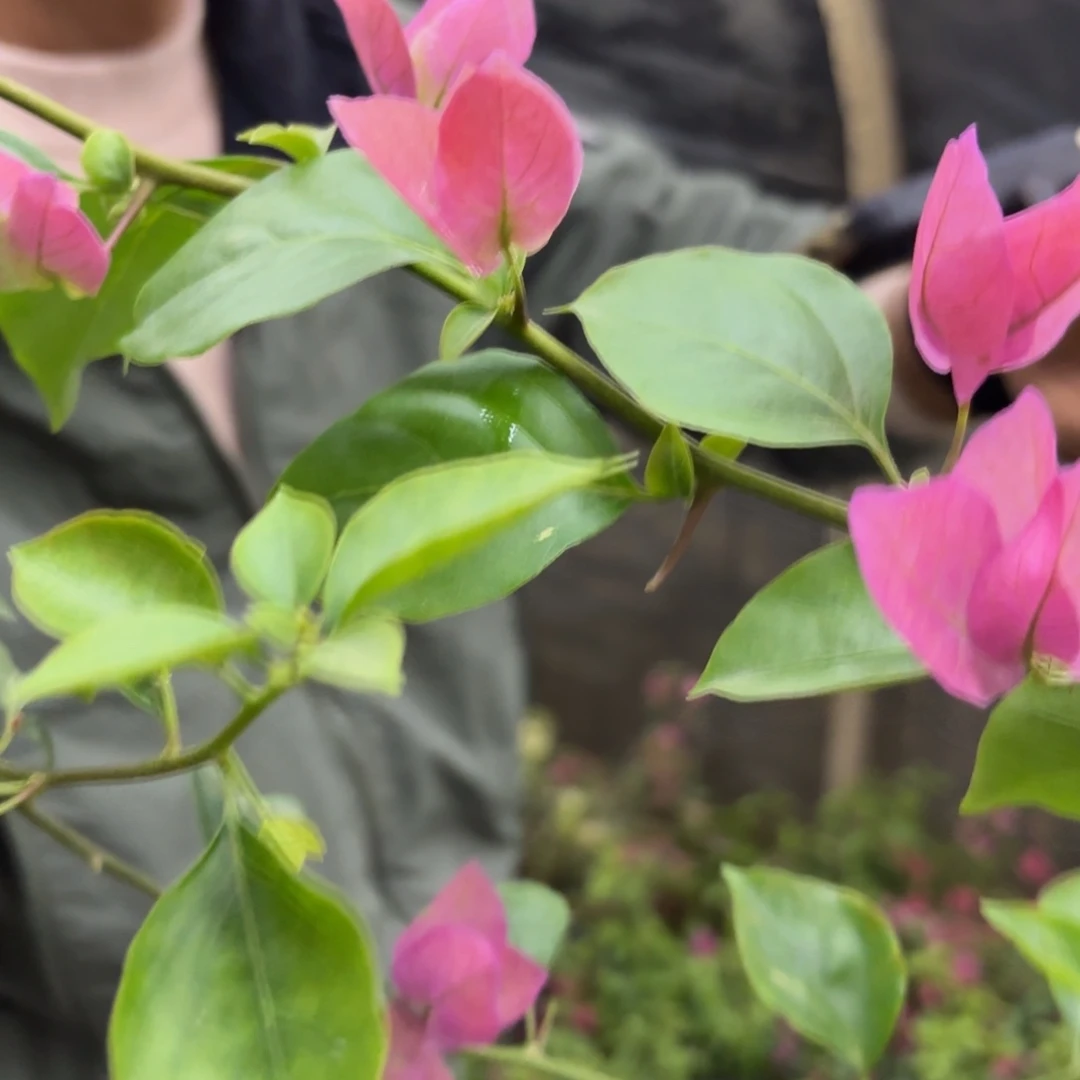 全部花苞（粉西瓜）三角梅会落花落叶会光杆苗有大有小