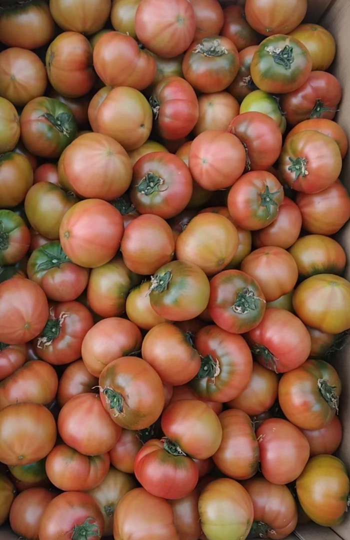 大连草莓铁柿子3斤/箱