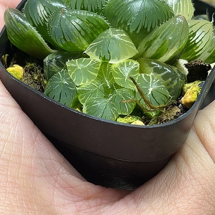 244双头大窗冰魄玉露锦