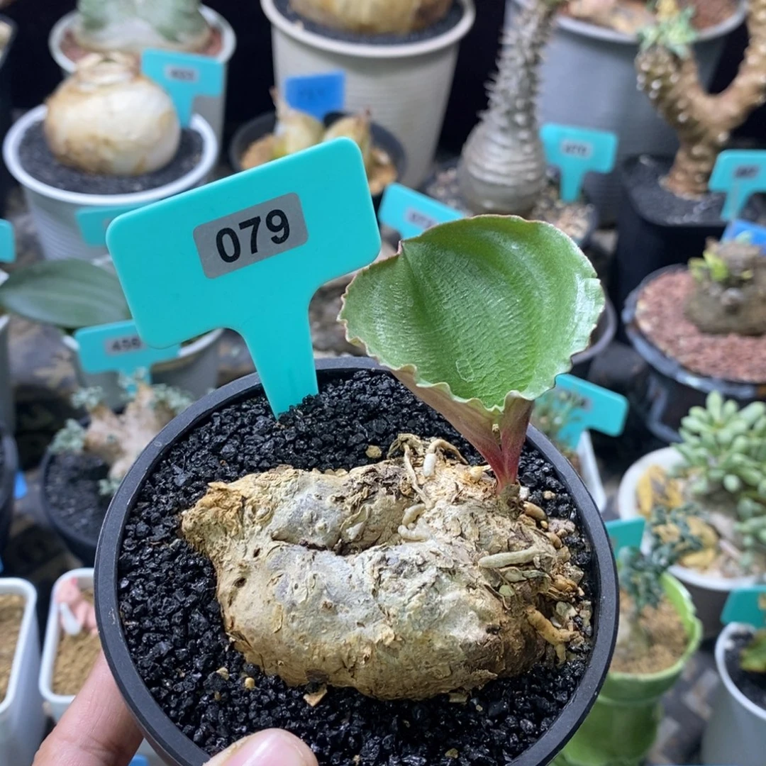 卷叶冰之镜多肉植物