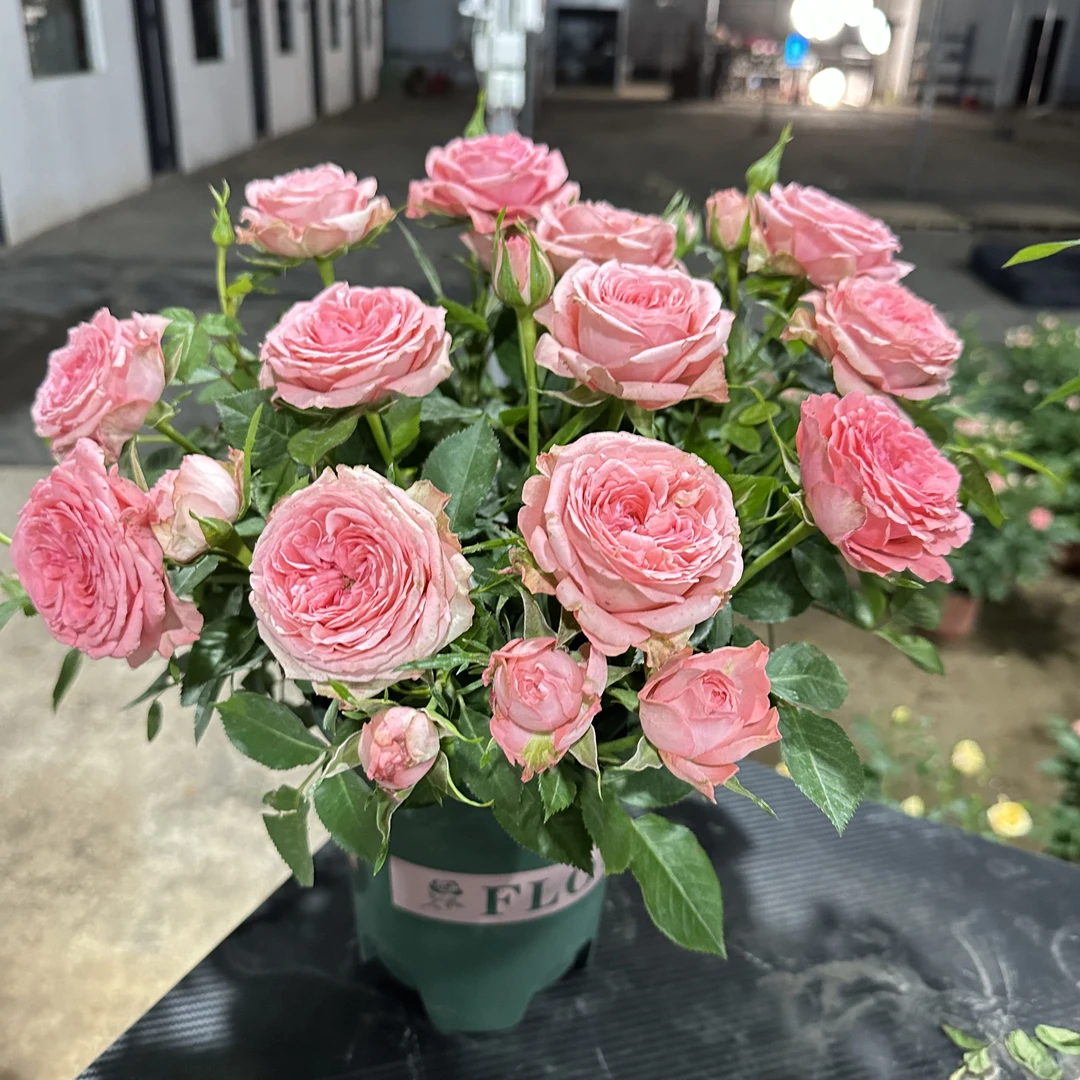 怪【仙度瑞拉】月季暴花品种盆栽四季开花阳台庭院耐寒耐热新手好养