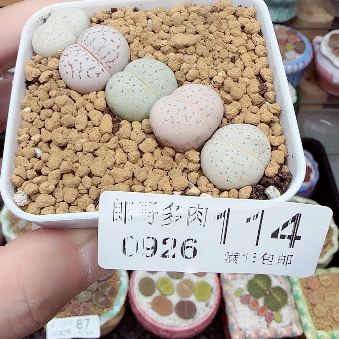 满满18包邮0926-114