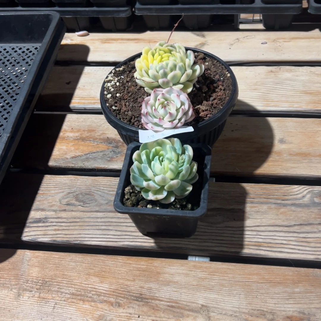 ?***?淘多肉植物三个盆