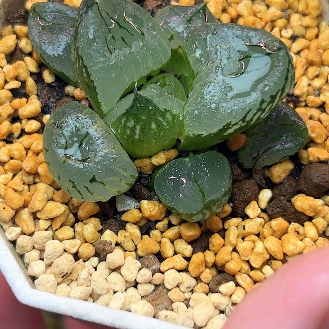 虞美人十二卷多肉植物满