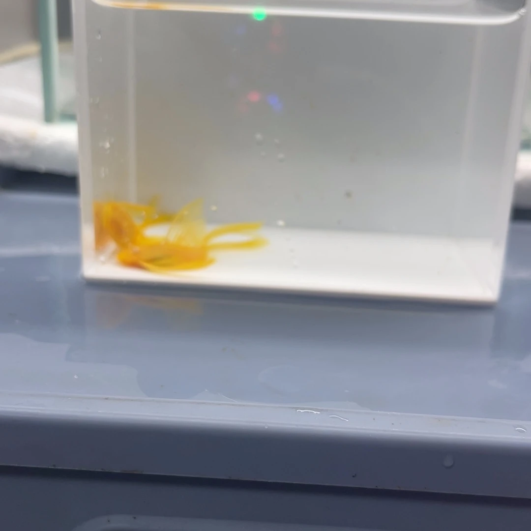 孔雀鱼大号帆两条开箱视频报损