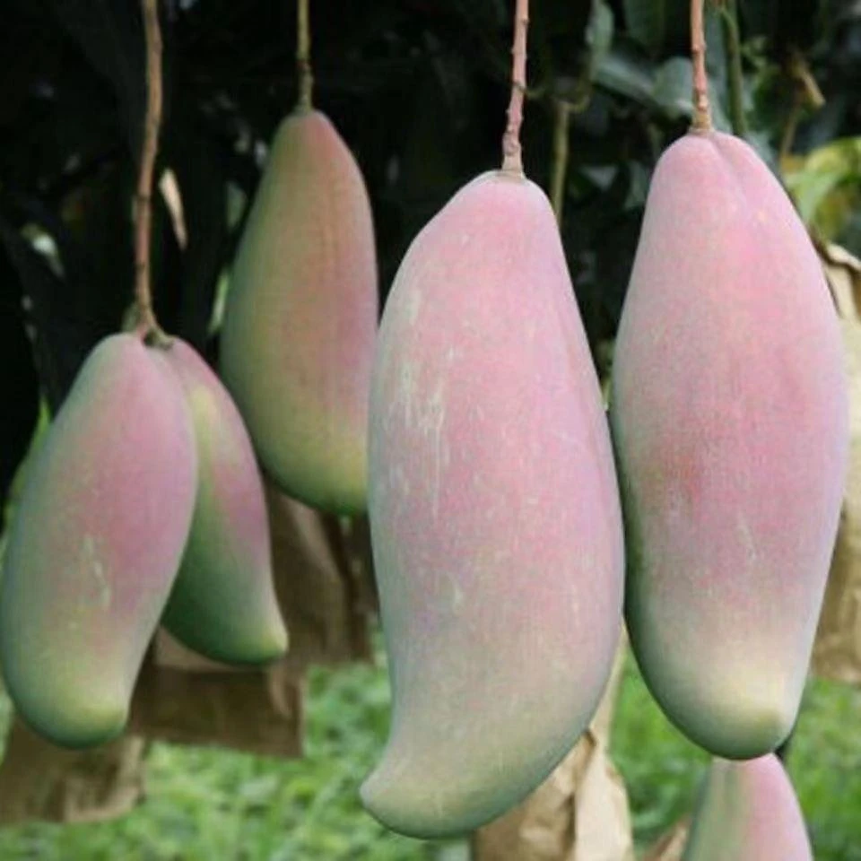 广西芒果苗金煌芒果苗四季蜜红象牙芒果苗嫁接树苗嫁接芒果树苗盆