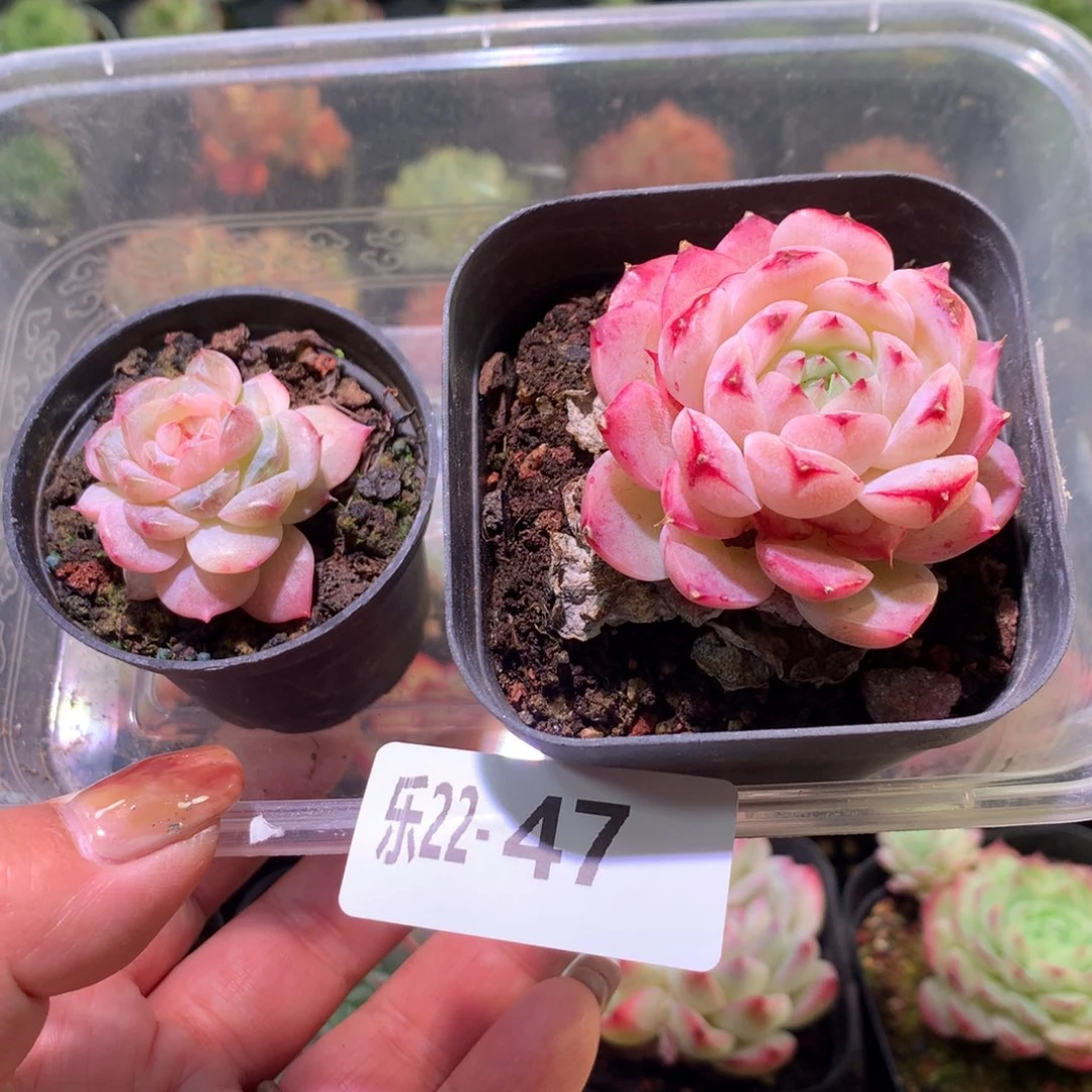 乐然22-47 框拍2颗