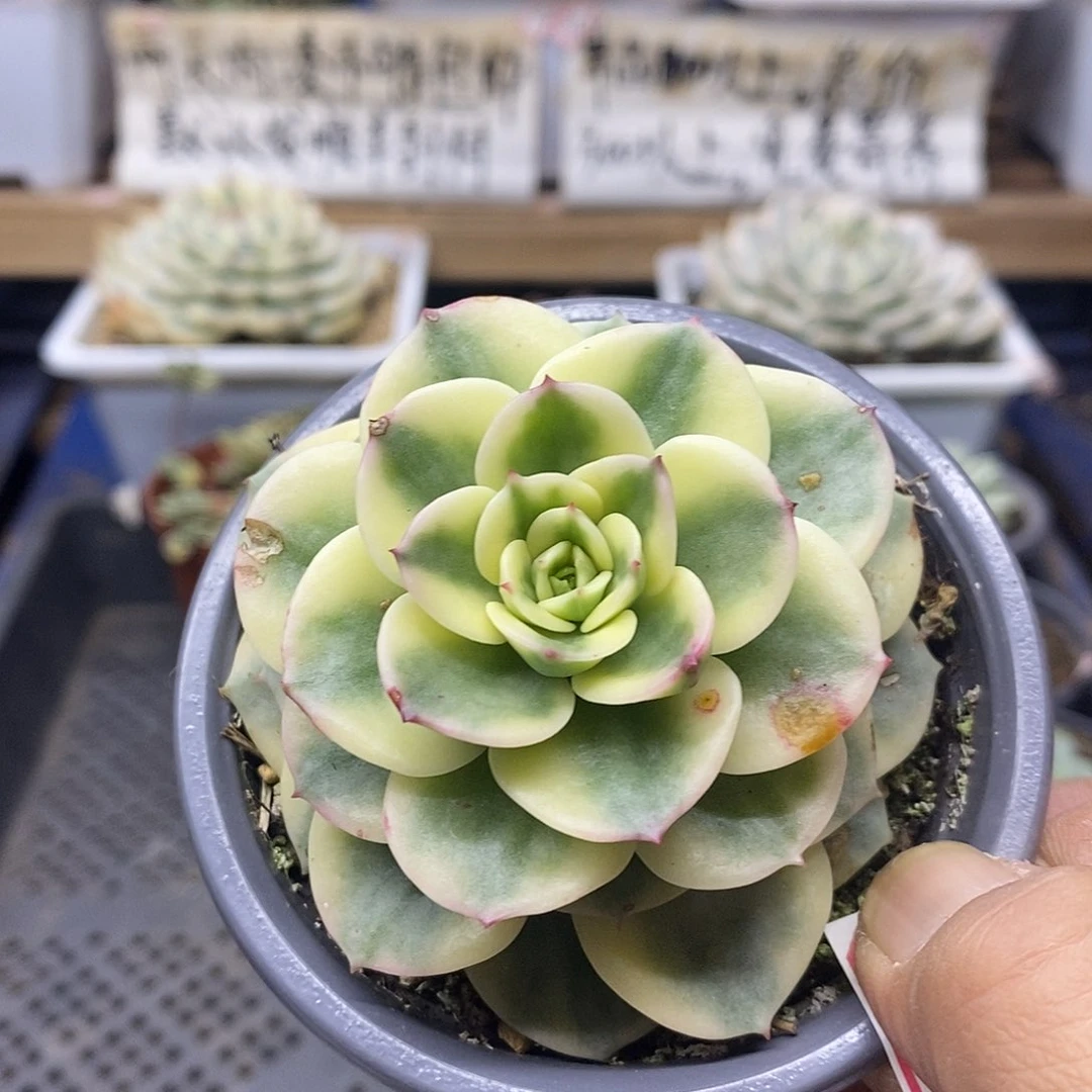 1446 蜡牡丹白覆轮锦