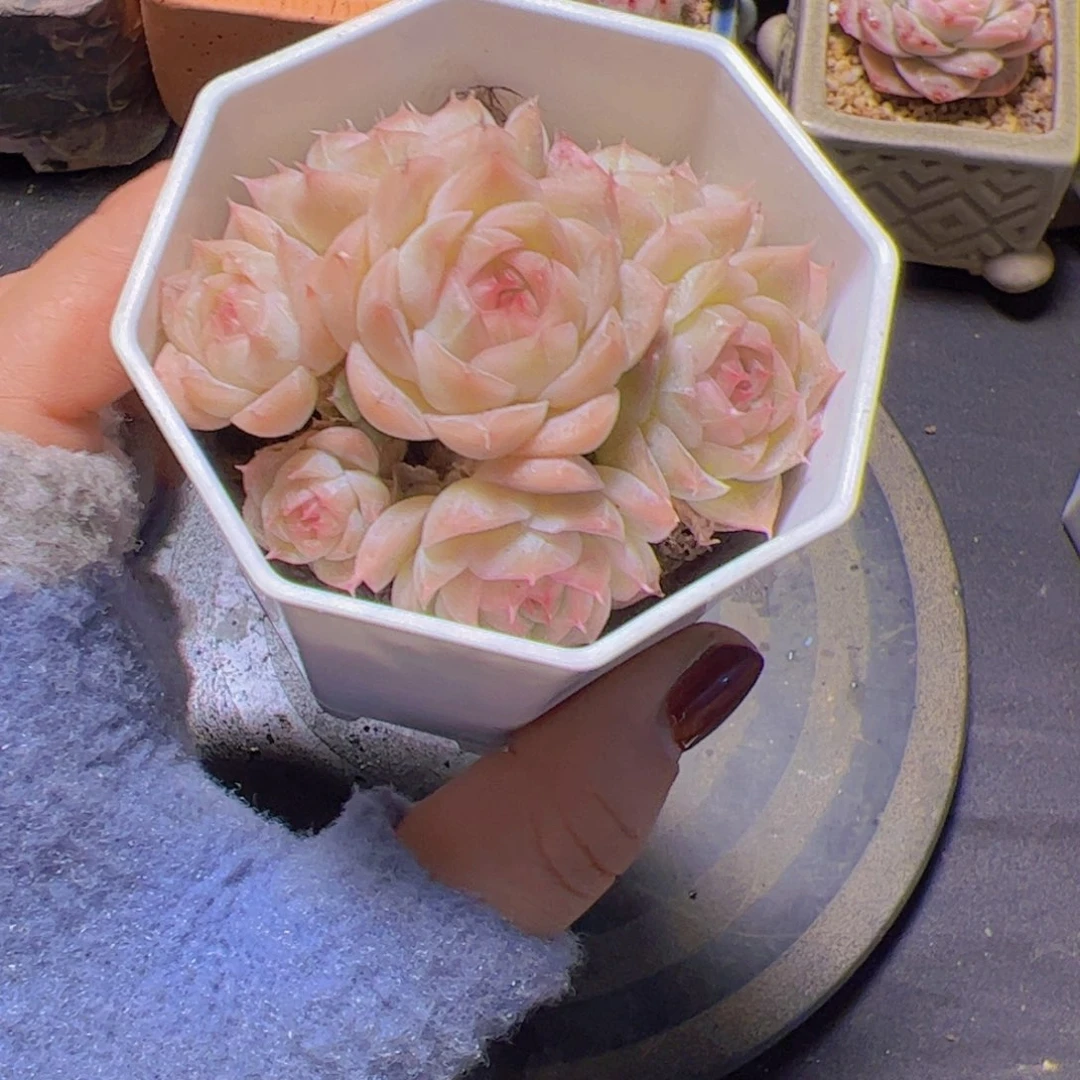 象*女王3代，多肉植物