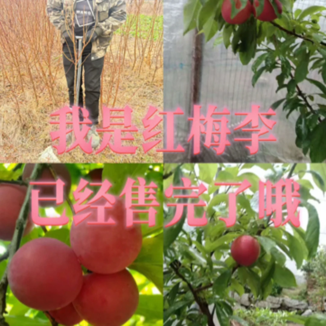 红梅李、李子苗，抗寒5月20左右成熟1颗