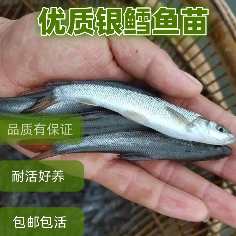 优质淡水银鳕鱼苗大鳞鲃鱼苗淡水养殖食用观赏鱼高档鱼苗鱼苗包活