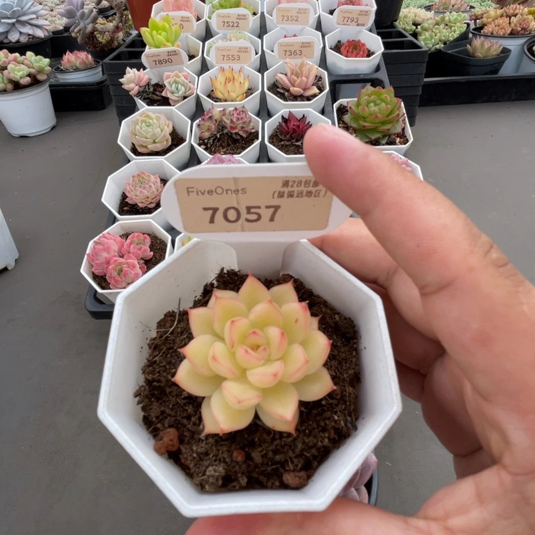7057闪光  4.0厘米